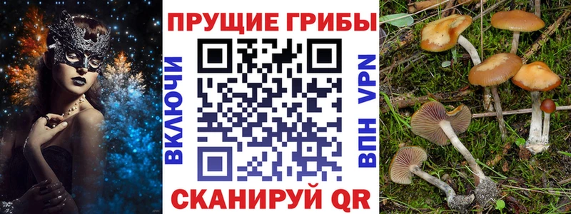 Псилоцибиновые грибы ЛСД  ссылка на мегу ONION  Бердск 